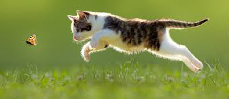 Gatto che rincorre una farfalla