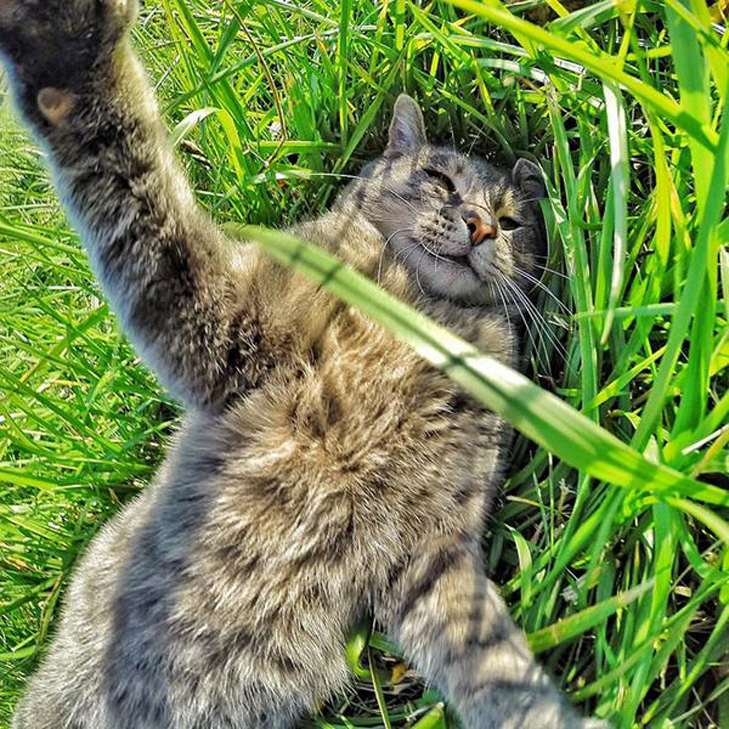 Gatto che si scatta un selfie