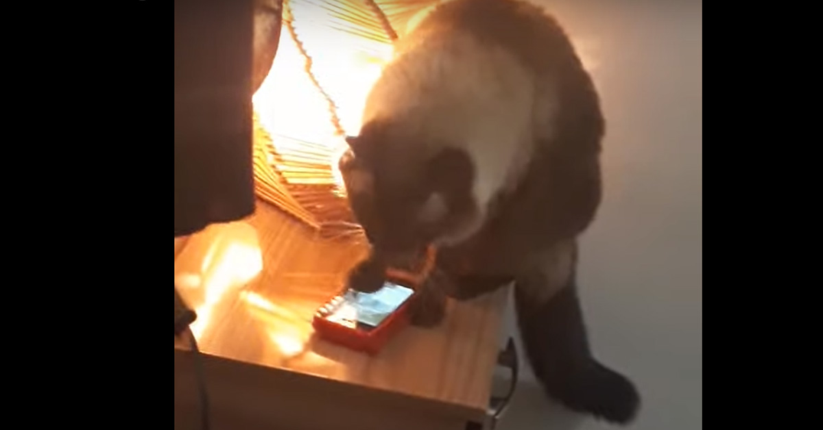 Il gatto che spegne la sveglia alla sua proprietaria: il video