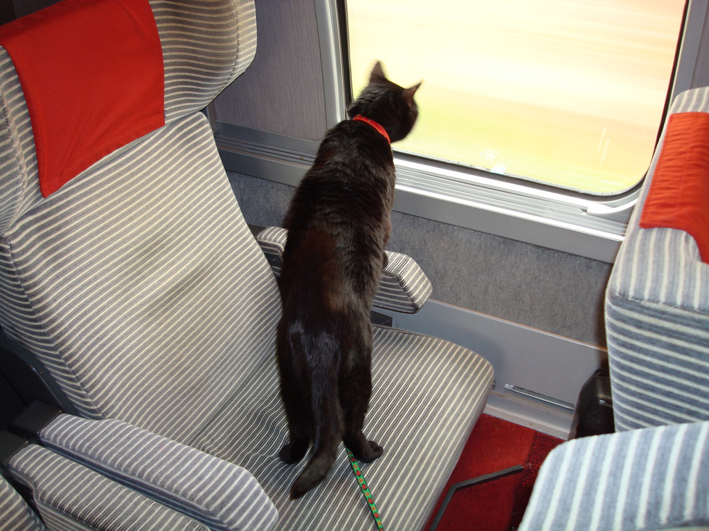 Gatto che viaggia in treno