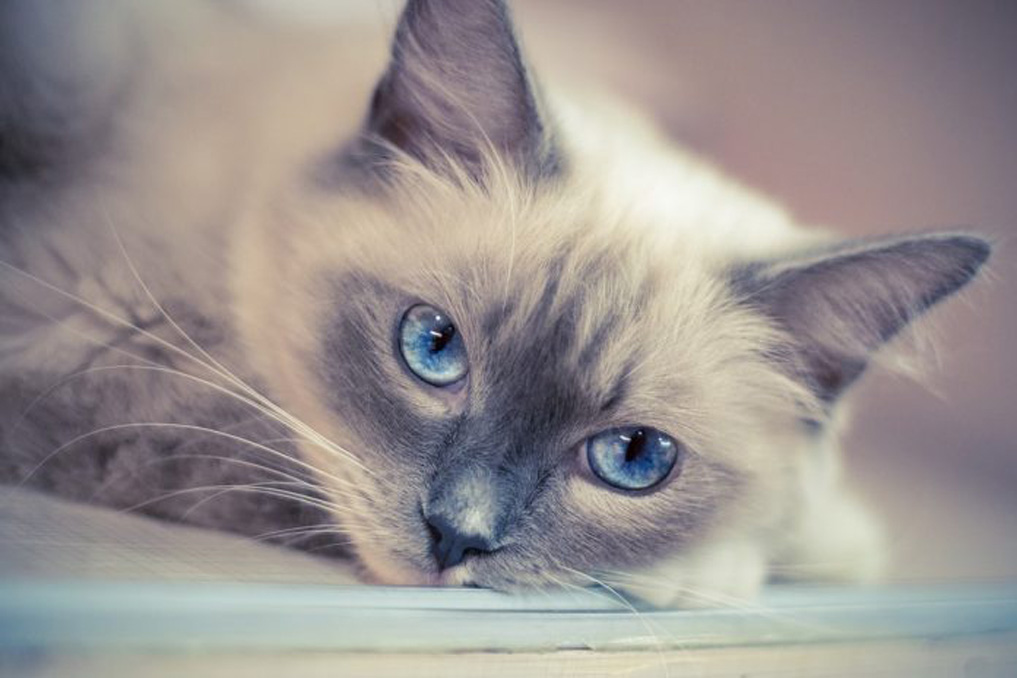 Gatto con occhi azzurri