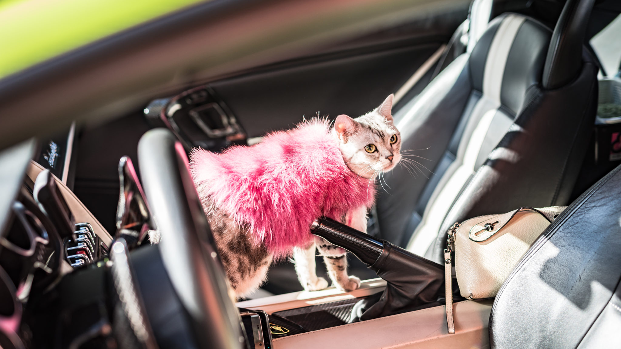 Gatto con una pelliccia dentro una macchina