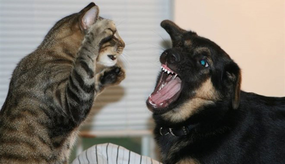 Gatto contro cane