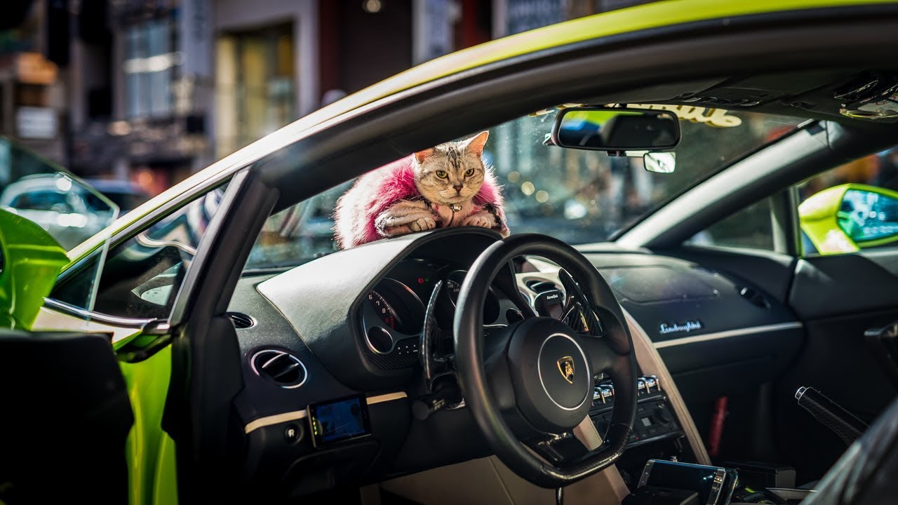 Gatto dentro una Lamborghini