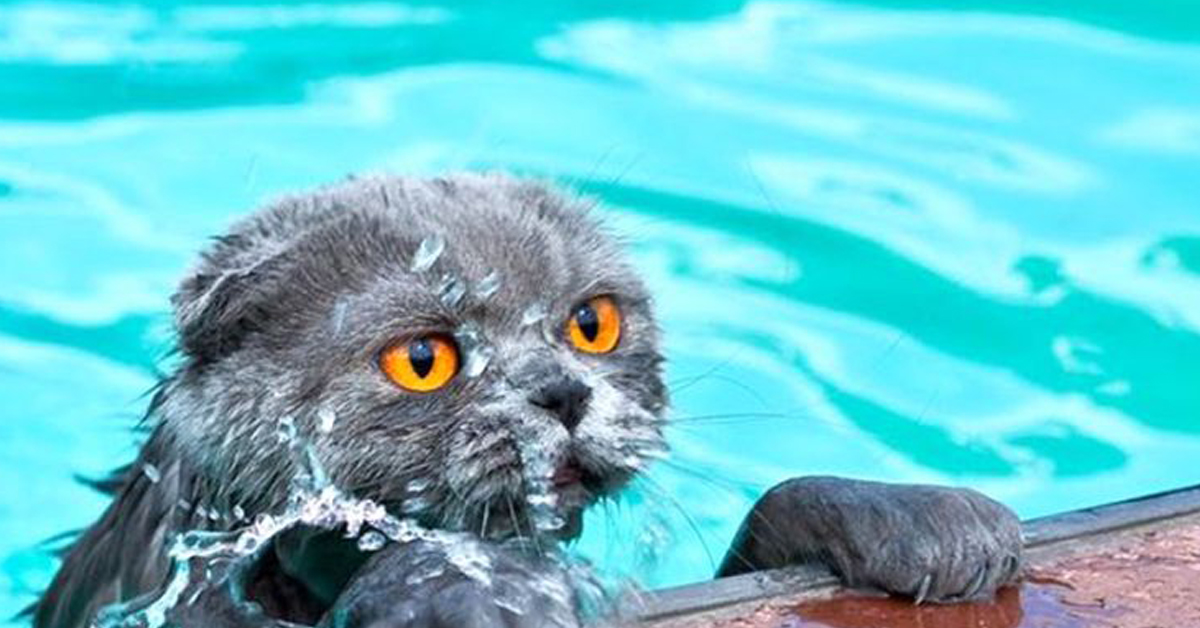 Gatto che annega: ecco cosa fare se cade il felino cade in acqua