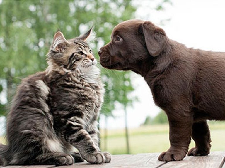 Gatto e cane che si annusano