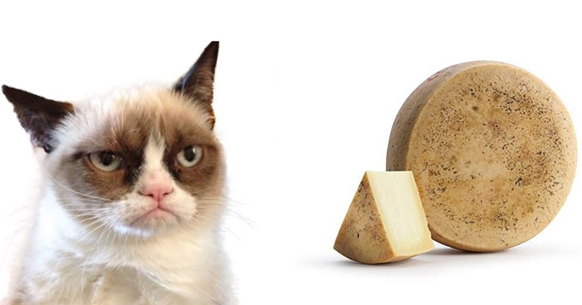 I gatti possono mangiare il formaggio? Tutto ciò che c’è da sapere