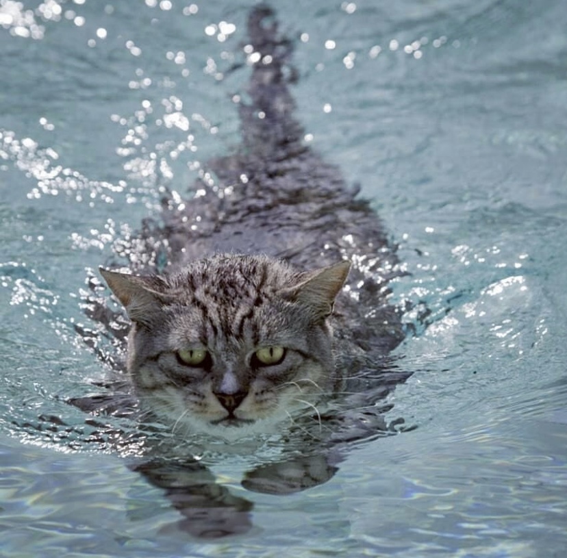 Gatto in acqua