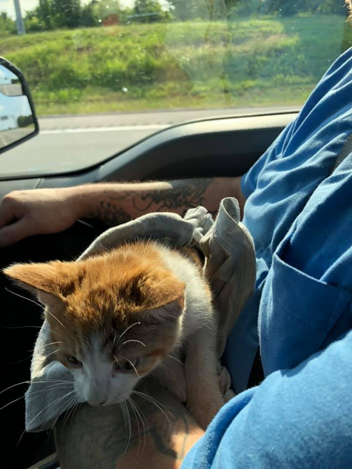 Gatto in macchina