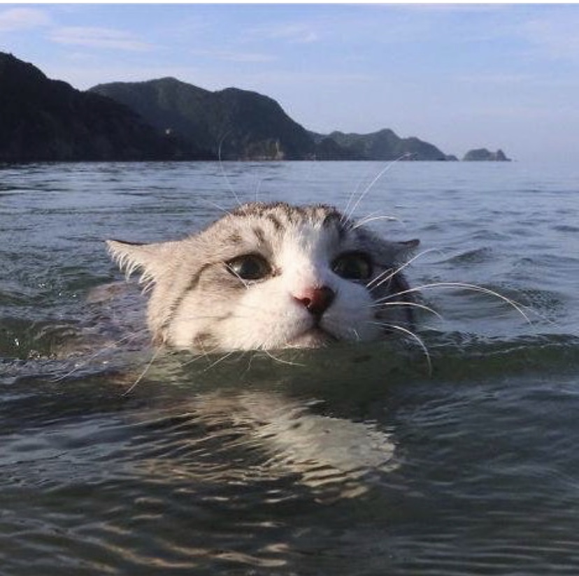 Gatto in mare