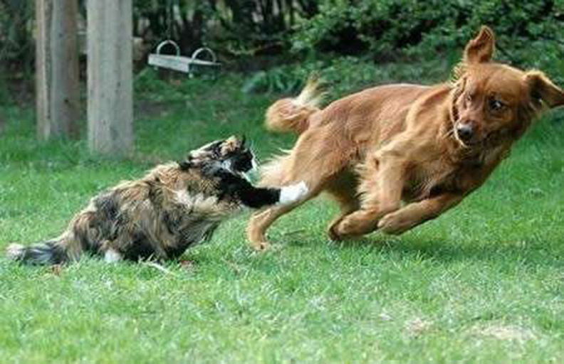 Gatto mette in fuga un cane