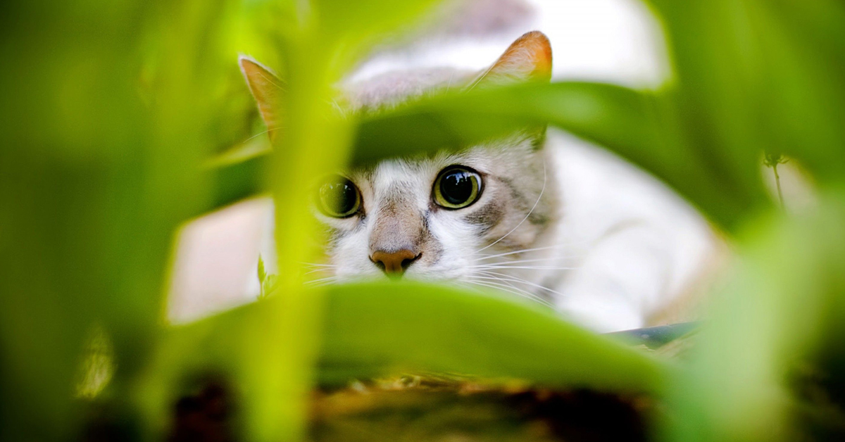 Bergamo: gatto perde la vita per mano del vicino di casa