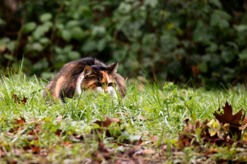 Gatto nascosto