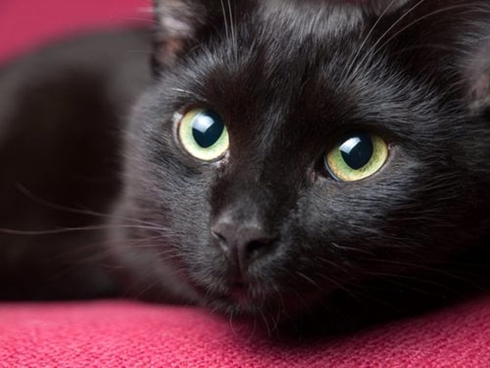 Gatto nero con occhi gialli