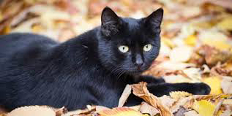 Gatto nero sdraiato