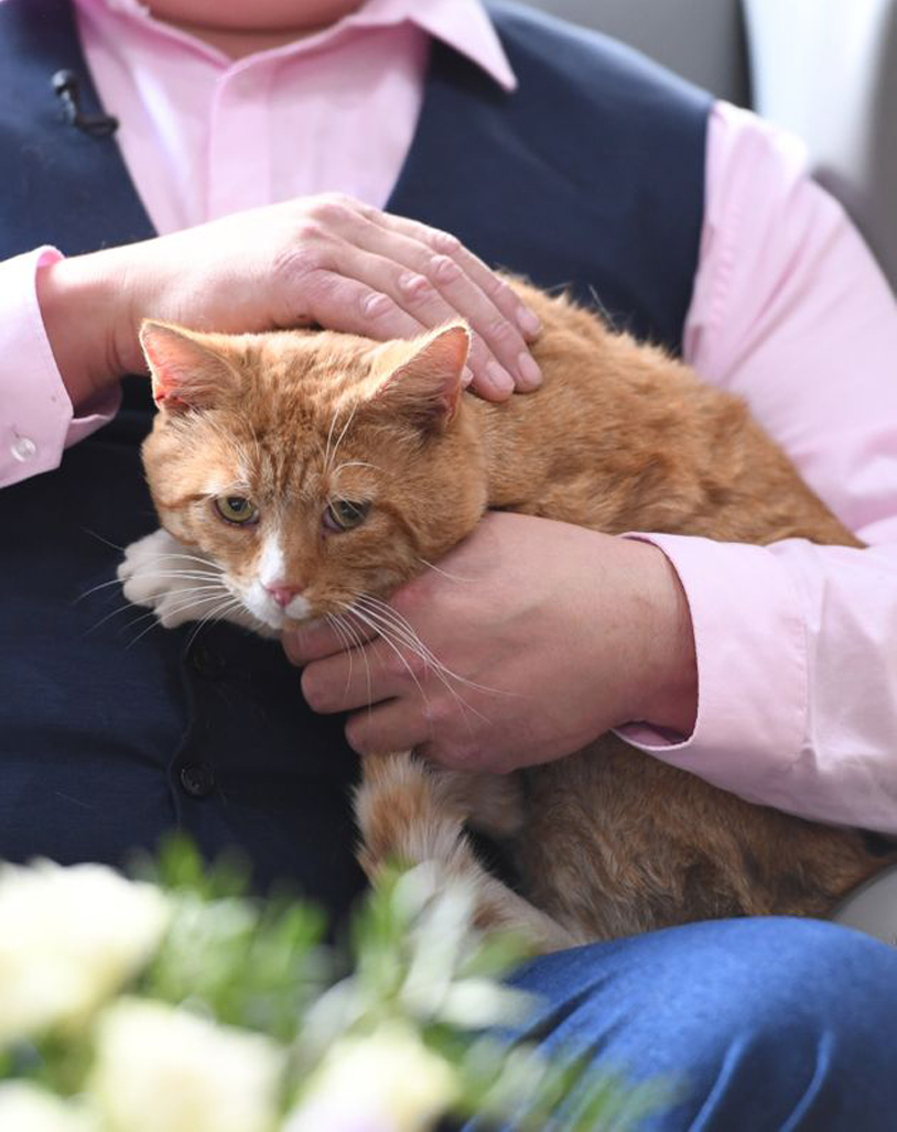 Gatto rosso in braccio ad un uomo