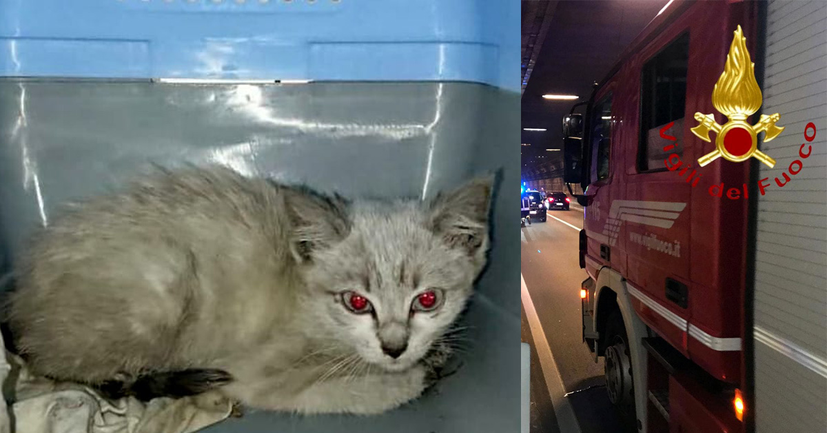 Cernobbio: gatto lanciato da un’auto in corsa