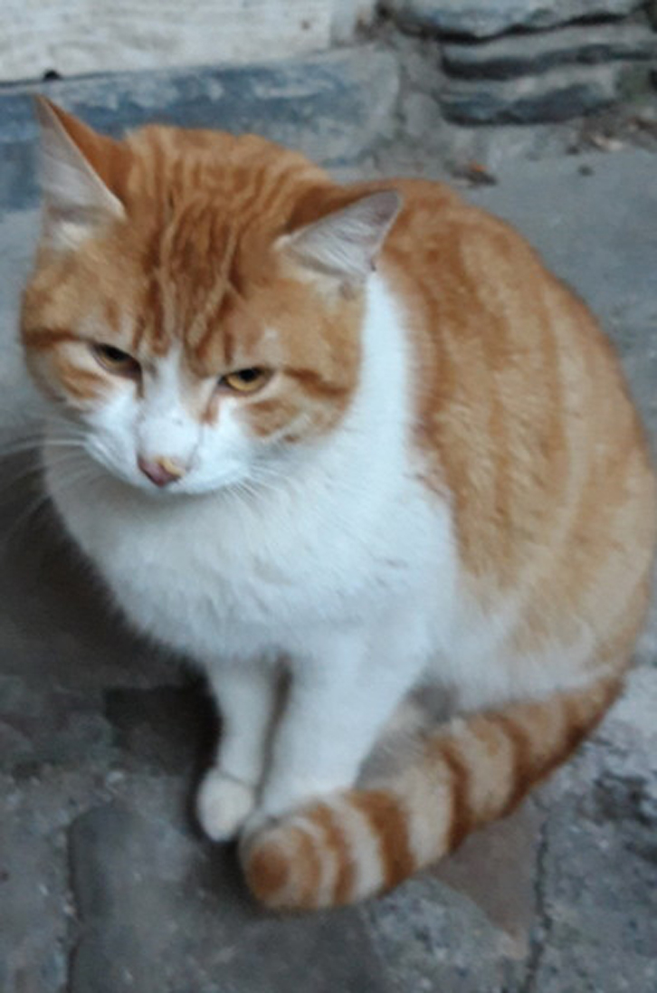 Gatto seduto