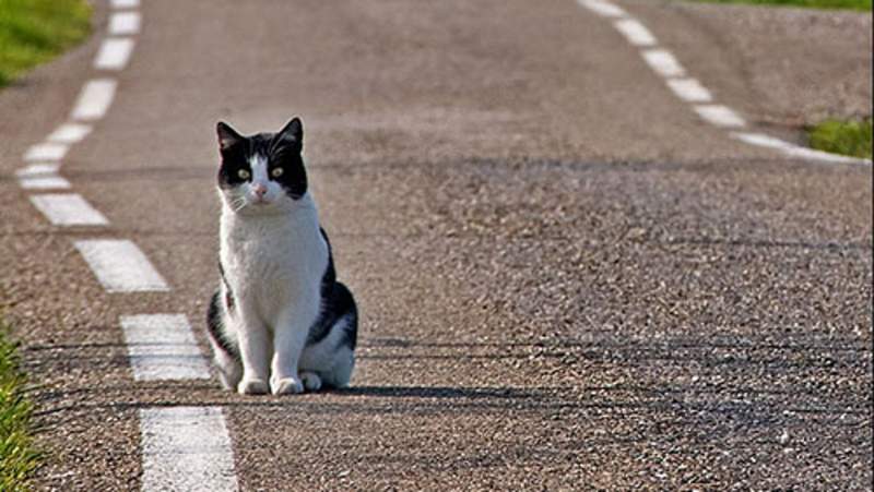 Gatto seduto in strada