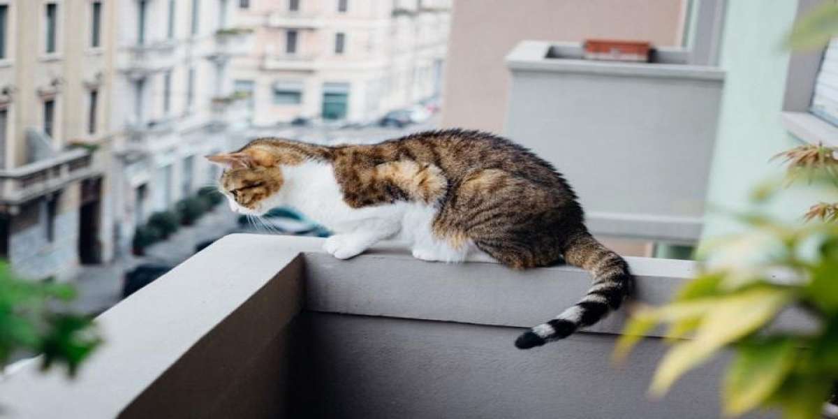 Gatto su un balcone