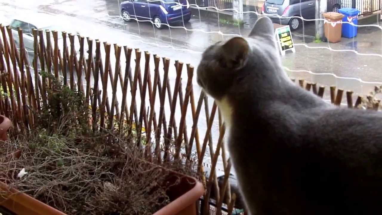 Gatto su un balcone