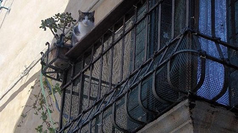 Gatto sul davanzale di un balcone