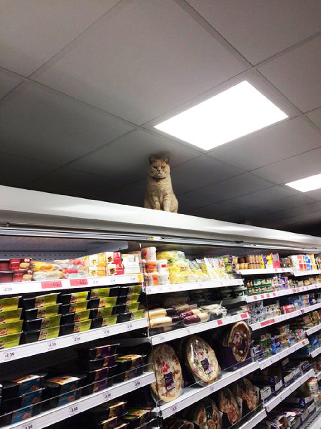 Gatto tra gli scaffali di un supermercato