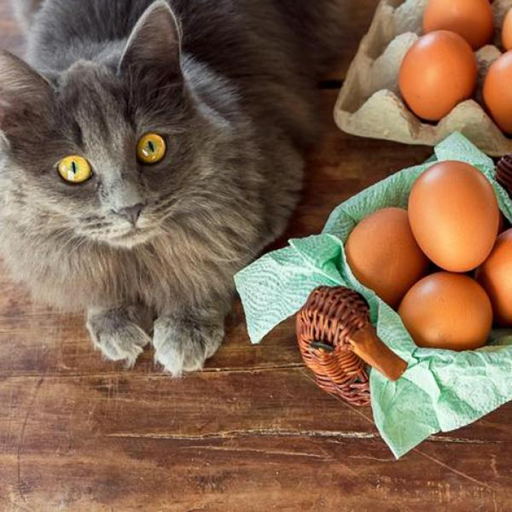 Кушает яички. Коты с яйцами. Кот с куриными яйцами. Кот ест яйца вареные.