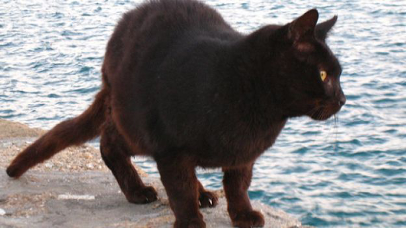 Gatto vicino al mare