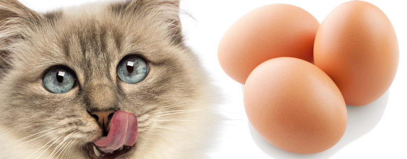 Il gatto può mangiare le uova