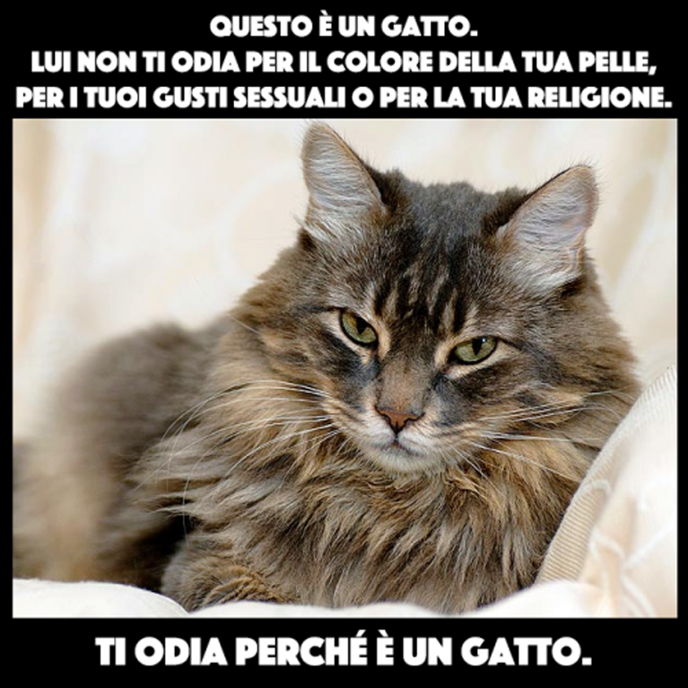 Immagine sui gatti