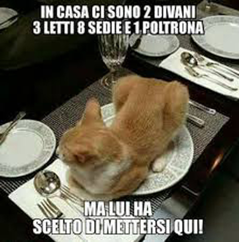 Meme Sui Gatti I Piu Divertenti Il Mio Gatto E Leggenda