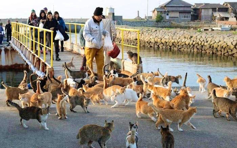 Isola dei gatti in Giappone