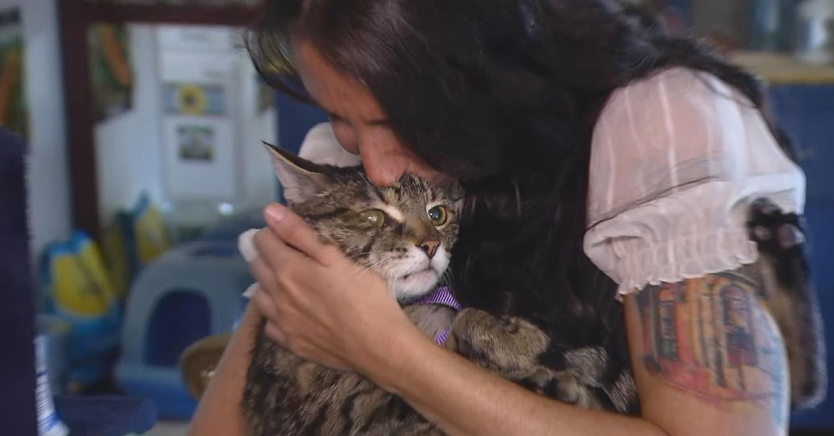 Tigger, il gatto rubato da una donna che voleva evitargli la soppressione