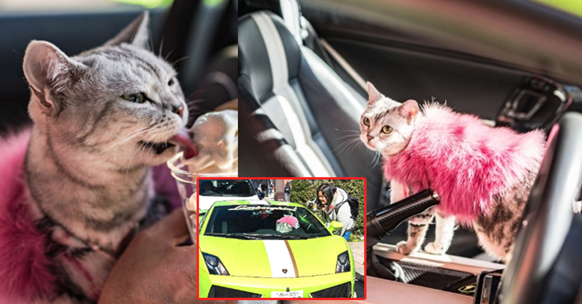 Torako, il gatto che gira Tokio a bordo di una Lamborghini