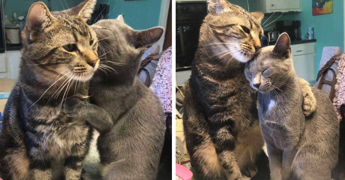 Buddy e Hannah, i due gattini abbandonati che hanno iniziato una nuova vita insieme