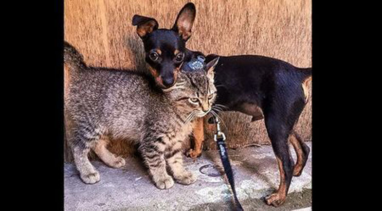 L'amicizia di Tequila e Taco, un gatto e un cane