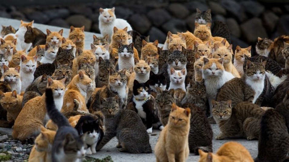 L'isola dei gatti in Giappone