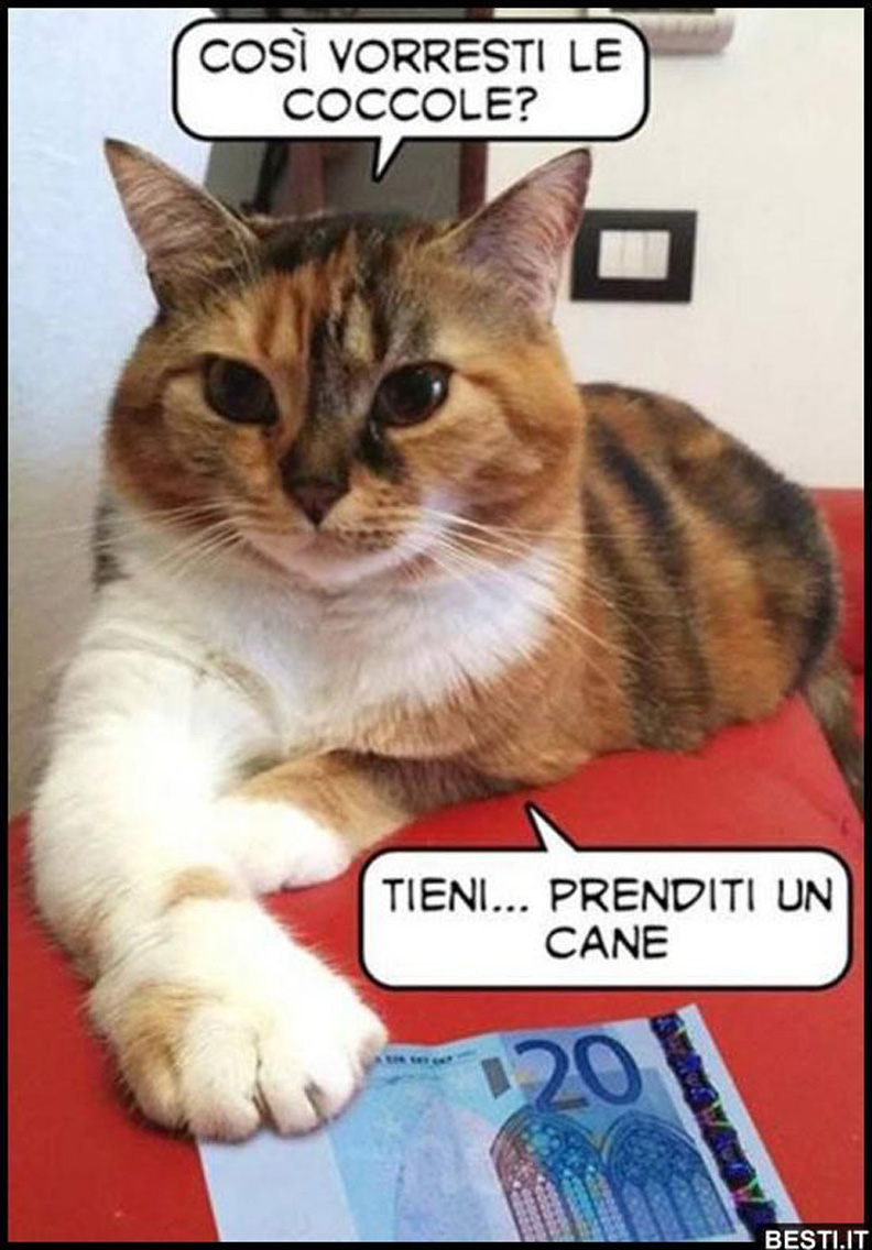 Meme Sui Gatti I Piu Divertenti Il Mio Gatto E Leggenda