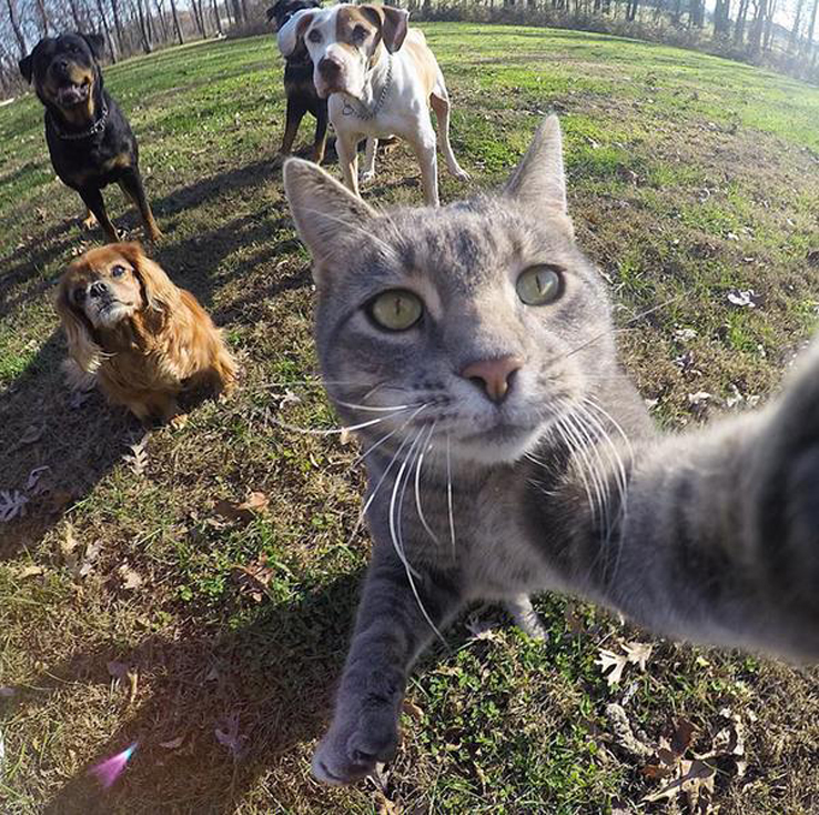 Manny, il gatto che scatta i selfy