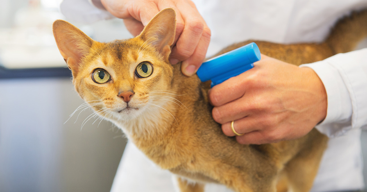 Microchip per i gatti: come funziona e cosa dice la legge