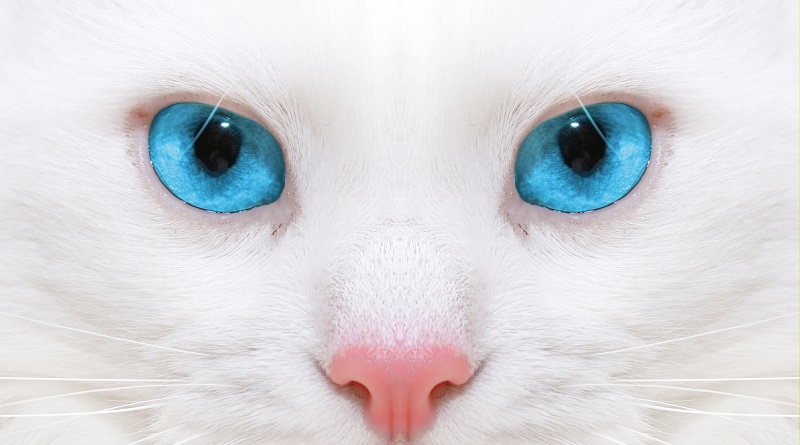 Occhi di un gatto bianco
