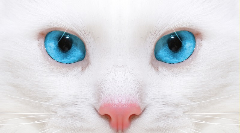 Occhi di un gatto bianco