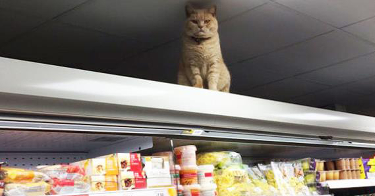 Olly, il gatto del supermercato che ormai è una star del quartiere