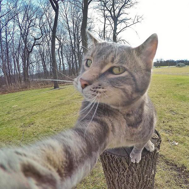 Un gatto che si fa un selfie