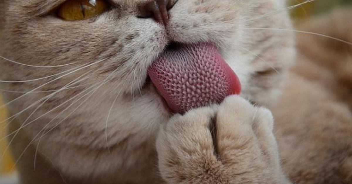 La lingua del gatto: caratteristiche e funzionalità
