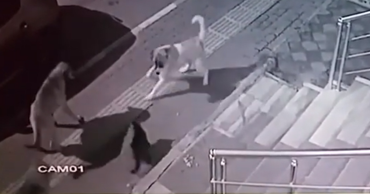 Gatto vs cane: il video del felino bullo che ha messo in fuga sei cani