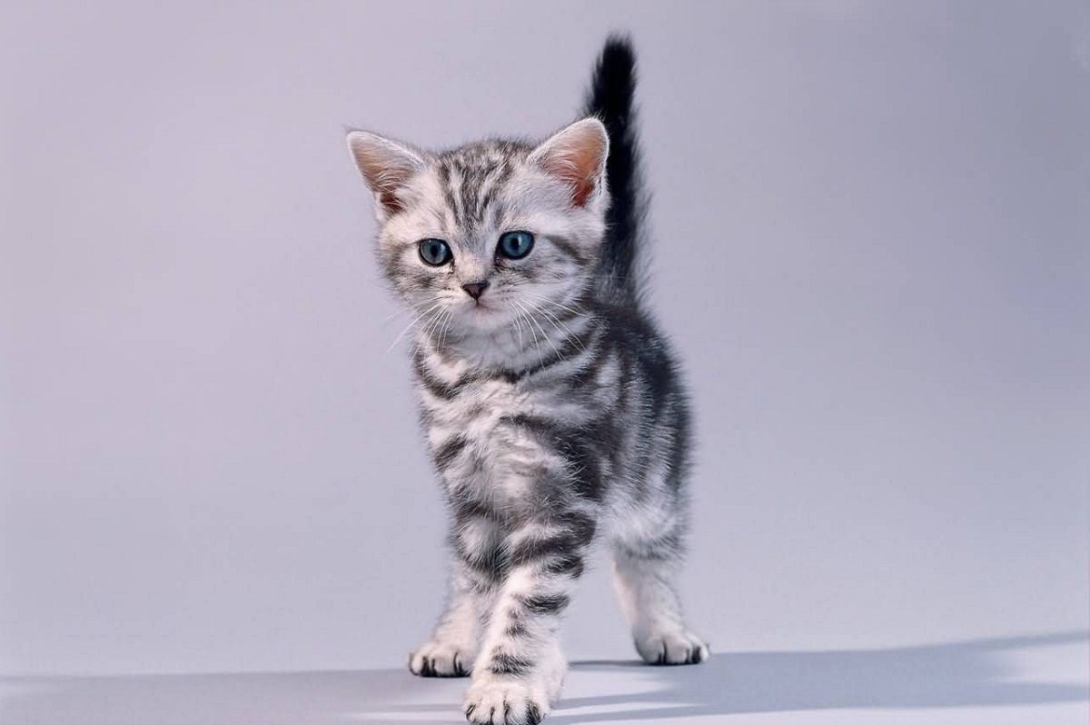 cucciolo american shorthair