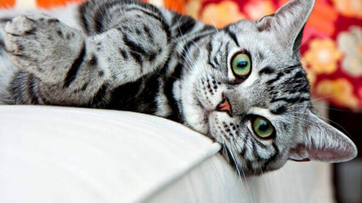 American Shorthair: curiosità divertenti