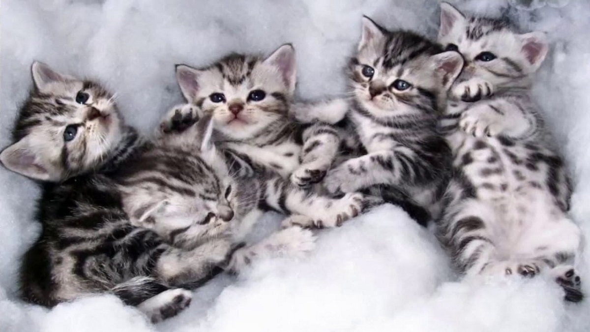 cuccioli american shorthair